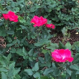 Meet your Posher, Claudia